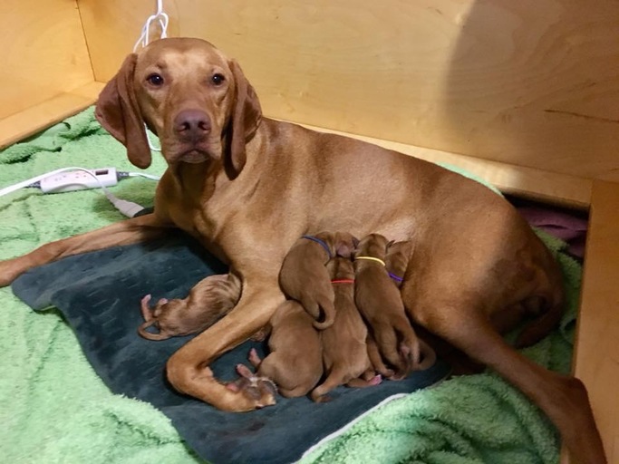 Sola and her puppies