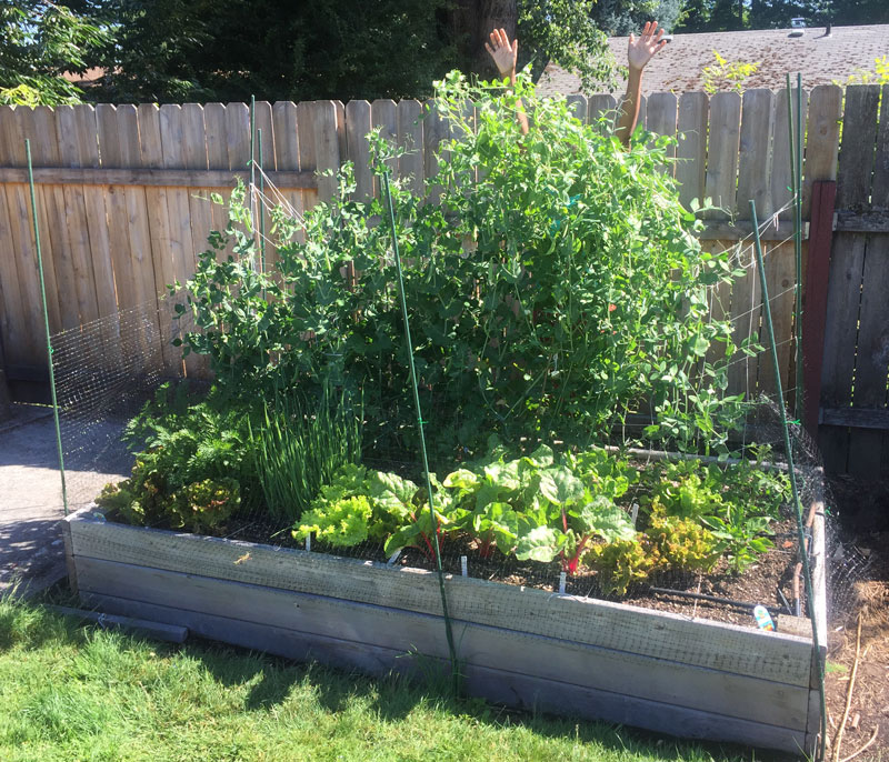 Kronda hidden by tall snap peas in the garden