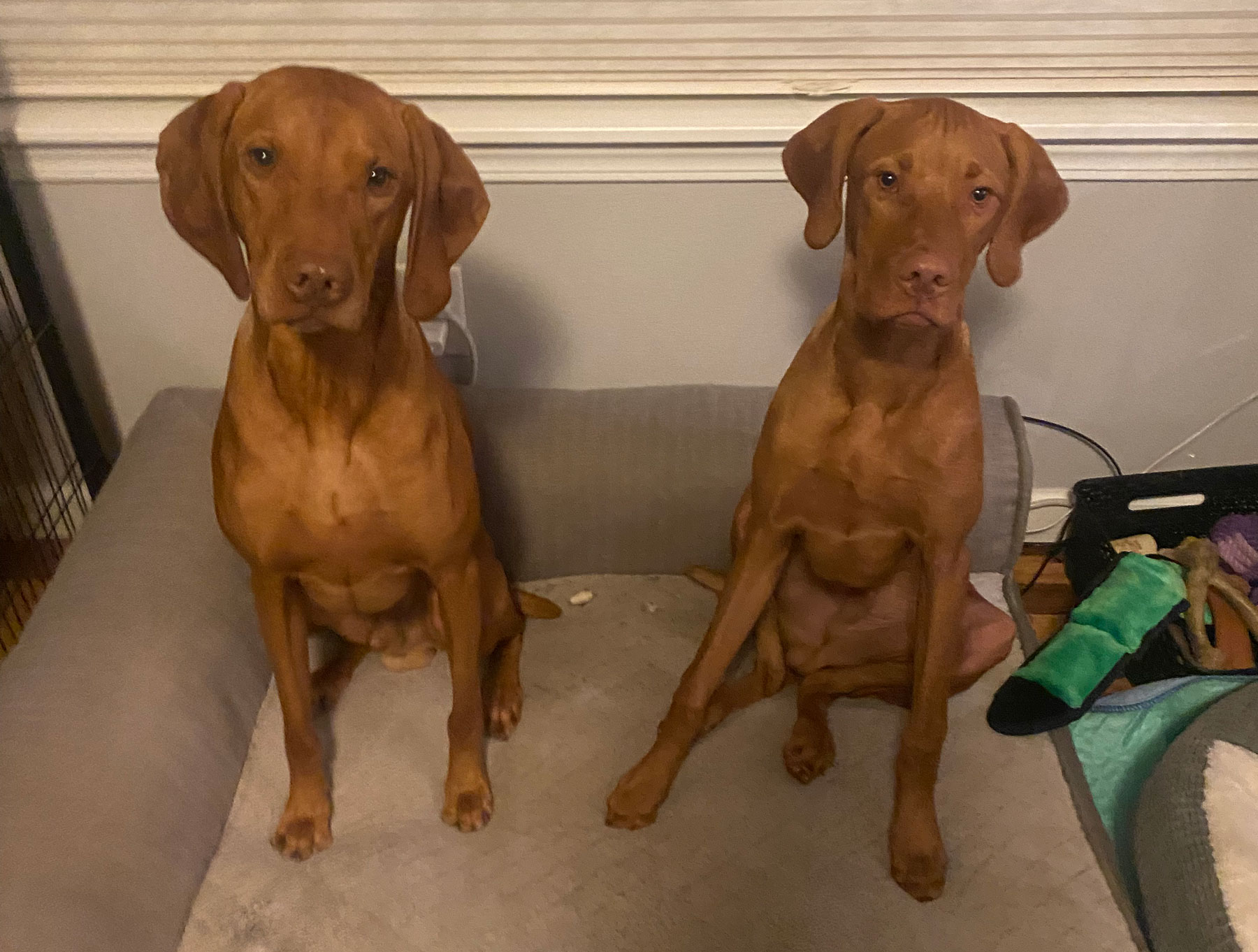 Two Vizslas sitting together on a dog bed. Obi, 5 years on the right, Yoda, age 6 months, on the left.